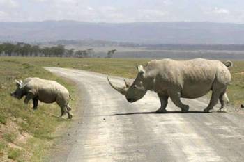 11 Day Kenya And Tanzania Circular Lodge Safari Tour