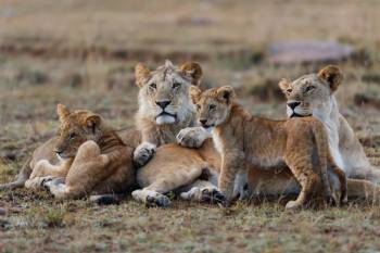 3Night 4Days Tanzania Classic Safari