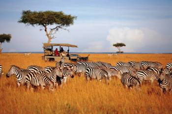3 Days Masai Mara National Reserve fly-in safari