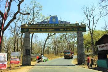 Mudumalai Tiger Reserve Tour Package