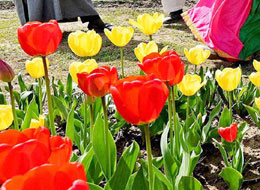 Amazing Kashmir 2 Night - 3 Days Tour