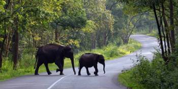 Wayanad Escape 2 Nights - 3 Days Tour