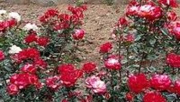 2 Nights 3 Days Ooty Tour Package