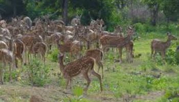 EXCLUSIVE WAYANAD LUXURY ESCAPE