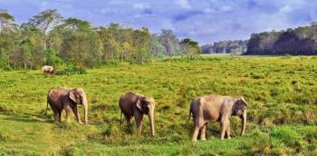 Kathmandu - Nepalgunj - Bardia National Park Tour