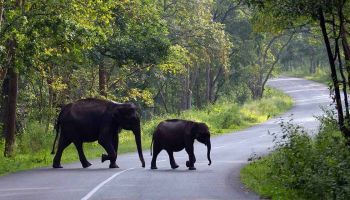 Bangalore To Wayanad 3 Days 2 Nights Tour