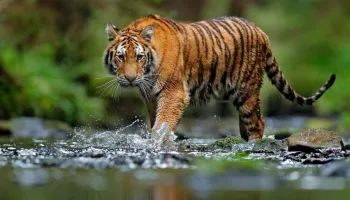 02 Nights / 03 Days Jim Corbett Tour