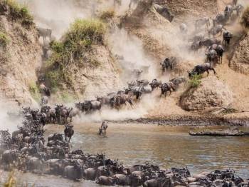 12 Days Mara River Great Migration Crossing And Zanzibar Tour