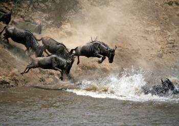 15 Days Of Great Migration Mara River Crossing And Zanzibar Tour