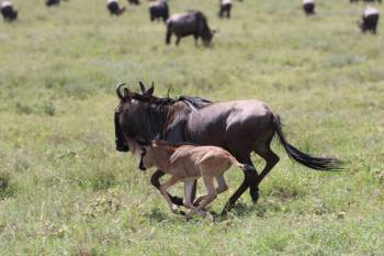 3 Days Of Ndutu Great Migration During Wildebeest Calving Season Tour