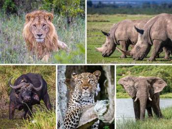 6 Days Big Five Tanzania Safari Tour
