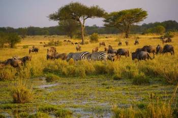 6 Days Fly In Serengeti And Ngorongoro Safari During Calving Season In Ndutu Tour