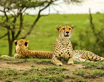 4 Day Tanzania Luxury Safari Tour