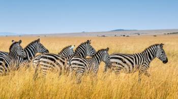 5 Day Tanzania Luxury Safari Tour