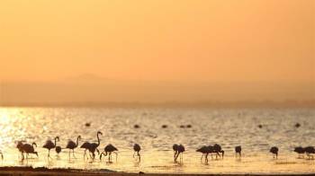 4 Day Mid-Range Tanzania Safari Tour