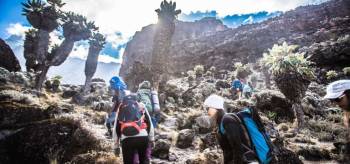 8 Days Kilimanjaro Trekking Via Northern Circuit Route Tour