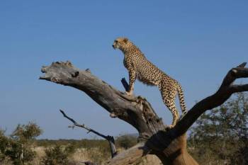Ultimate 7D Safari - Masai Mara - Lake Nakuru - Tsavo Adventure Tour