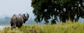 2 Nights 3 Days Wildlife And Safari Tour To Kaziranga National Park