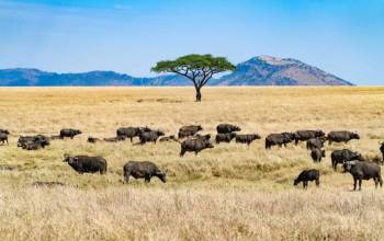 10 Day Tanzania Safari - Zanzibar Beach Tour
