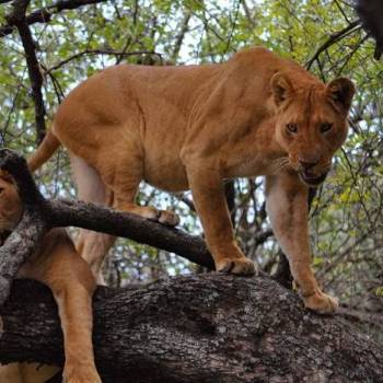 Lake Manyara National Park Day Trip
