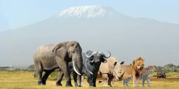 3 day  Masai Mara  Safari