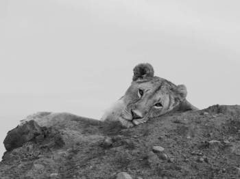 Masai Mara, Lake Nakuru, Lake Naivasha & Amboseli National Parks