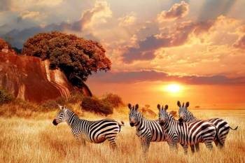7 Day Masai Mara - Amboseli - Tsavo West - East Safari Tour