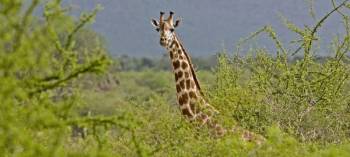 5-Day Samburu - Lake Nakuru - Masai Mara Safari Adventure Tour