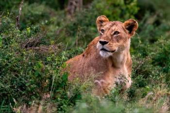 7 Day Tsavo National Parks - Amboseli - Maasai Mara Tour