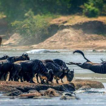5 Day Ol Pejeta - Lake Nakuru - Masai Mara Safari Tour