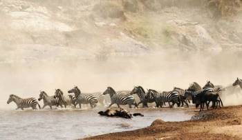 5 Day Samburu - Lake Nakuru - Masai Mara Safari Adventure Tour