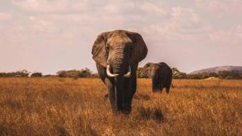 3-Day Amboseli National Park Game Drive Tour