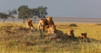 3 Day Masai Mara - Game Drive - Mid Range - Hotel Tour