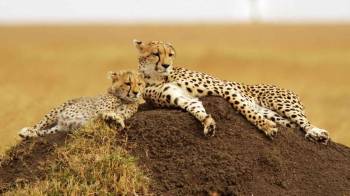 3 Day Masai Mara - Migration - Luxury Safari Tour