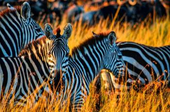 3 Day Masai Mara Migration - Land Cruiser Tour