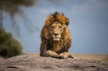 3 Days Masai Mara Migration Adventure Tour
