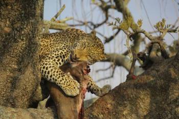 5 Days Tanzania Wildllife Safaris Tour