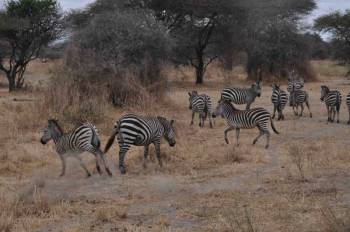 10 Days - 9 Nights Tanzania Wildlife Safaris - Cultural Tour