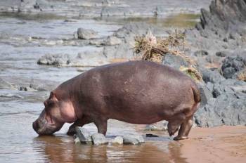 8 Days - 7 Nights Tanzania Safaris Tour