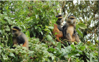 3 DAYS ITINERARY IN RWANDA FOR MOUNTAIN GORRILLA AND GOLDEN MONKEY TREKKING