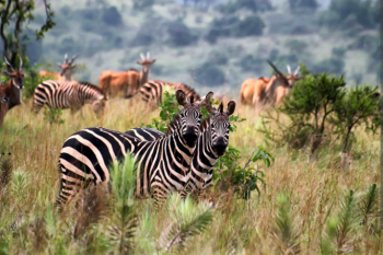 2 Days in Rwanda for Akagera National Park