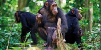 4 Days in Rwanda for Mountain Gorrilla and Golden Monkey Trekking
