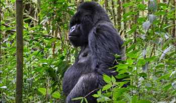 6 Days in Rwanda for Trekking and other Activities