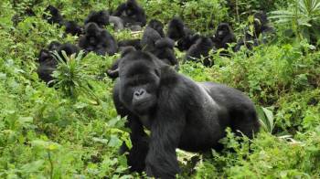 1 Day in Rwanda for Unforgettable Mountain Gorilla Trekking