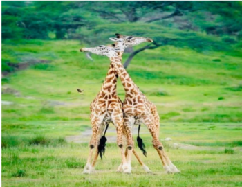 7Days Big Five Safari Adventure In Tanzania Tour