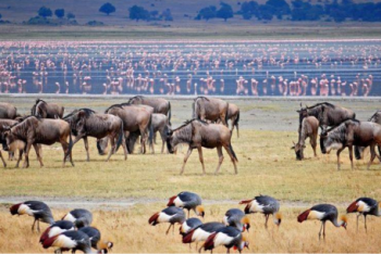6-Day Great Migration Experience At Mara River Crossing Safari Tour