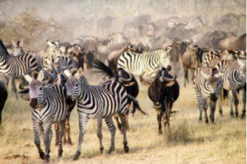 5-Day Ultimate Great Migration Safari At The Mara River Safari Tour