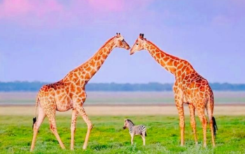 7-Day Great Migration Experience At Mara River Crossing Safari Tour