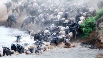 4-Day 4x4 Jeep Mara - Nakuru Flamingo Package Safari