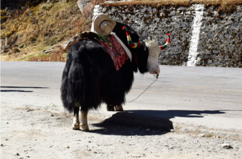 Gangtok - Nathula - Zuluk 4N 5D Tour Gangtok - Nathula - Zuluk 4N 5D Tour